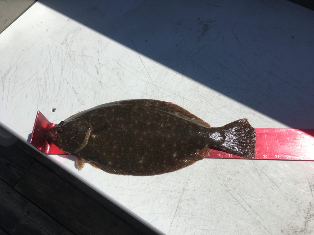 Flounder, Ocean City, 2017, Fishing Ocean City Maryland