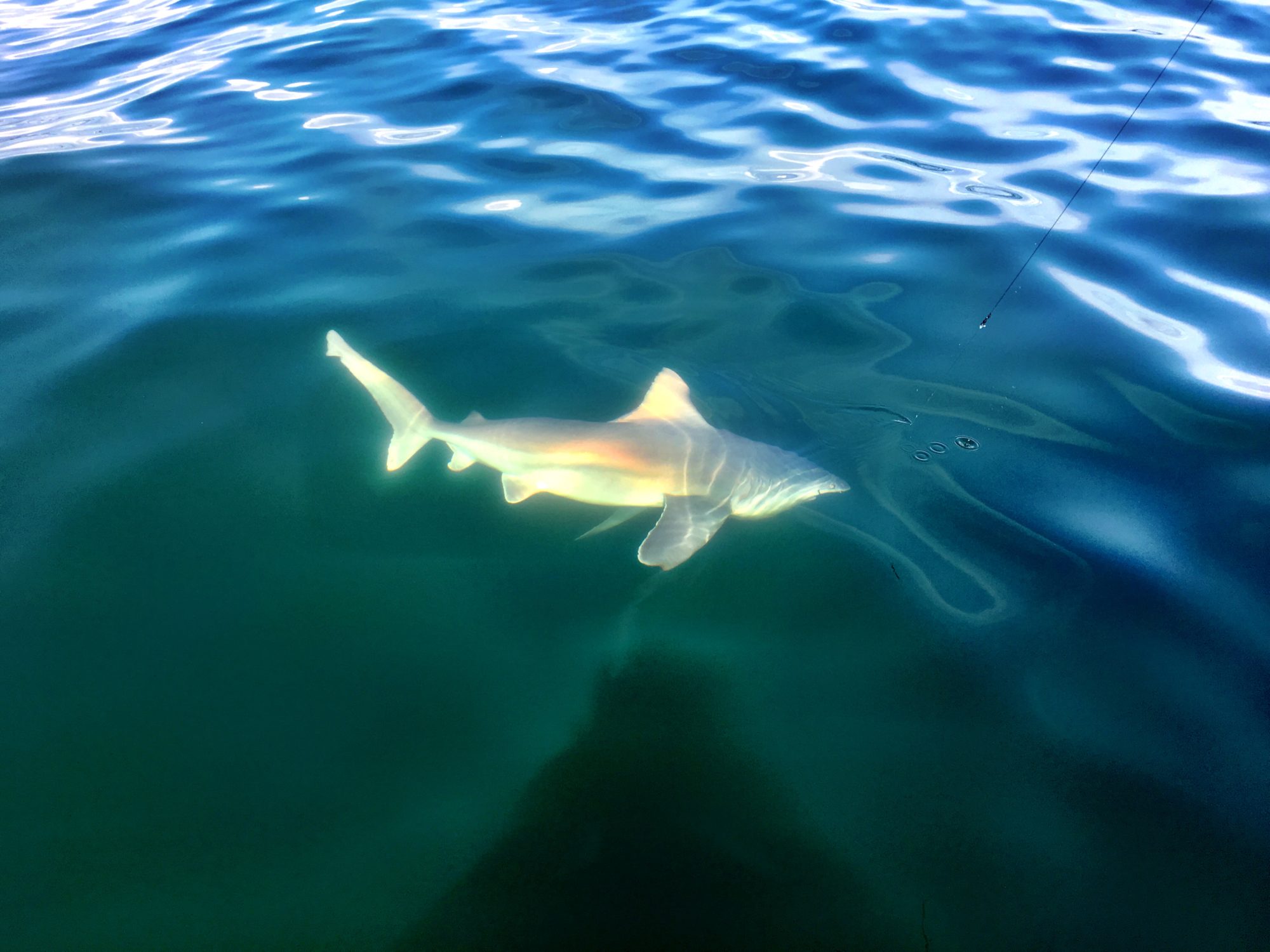 Shark Fishing in Ocean City Ocean City Guide Service Flounder