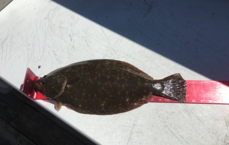First Flounder Caught by Ocean City Guide Service